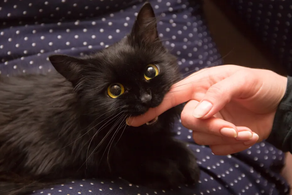 Black cat playing with woman hand and biting a finger