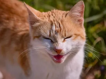 Why Is My Cat’s Bottom Lip Swollen? 9 Vet Reviewed Reasons & What to Do