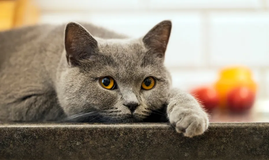 cat lying on a kitchen counter