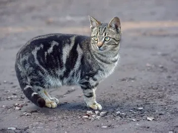 8 Fascinating Facts About Black Tabby Cats (With Pictures)