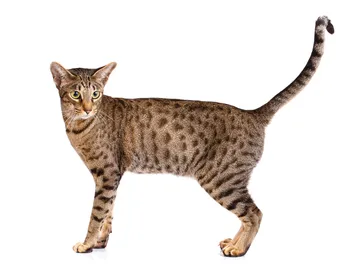 Ocicat Cat Breed: Info, Pictures, Temperament & Traits