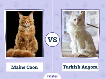 Maine Coon vs Turkish Angora: The Differences (With Pictures)