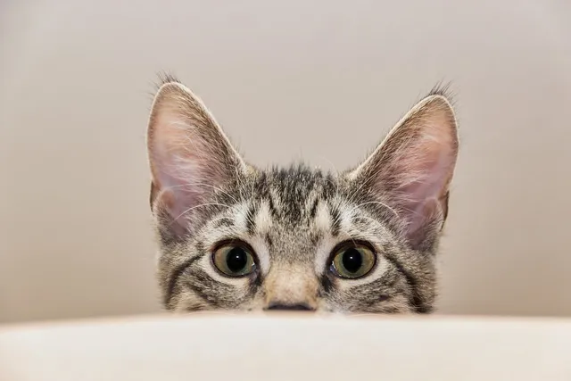 Cat Zoomies: What Are They & When to Worry? (Vet Answer)