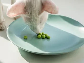 Eating Disorders in Cats: Signs, Causes & Treatment (Vet Answer)