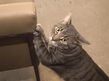 RIP Your Furniture? Not With This Guide to Cat Scratch Damage Control