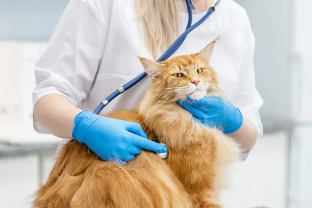 Congestive Heart Failure in Cats: Vet-Reviewed Facts & When to Euthanize
