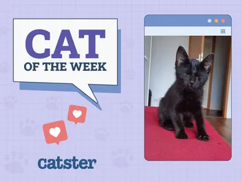 Catster Photo Contest: Cats of the Week Winners (Mar 13, 2025)