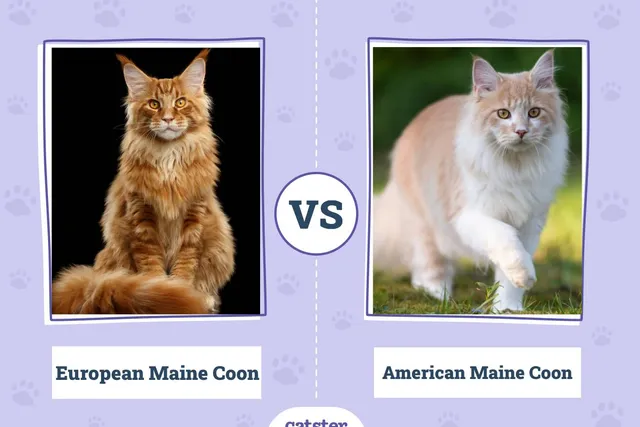 European Maine Coon vs. American Maine Coon: Vet-Reviewed Differences (With Pictures)