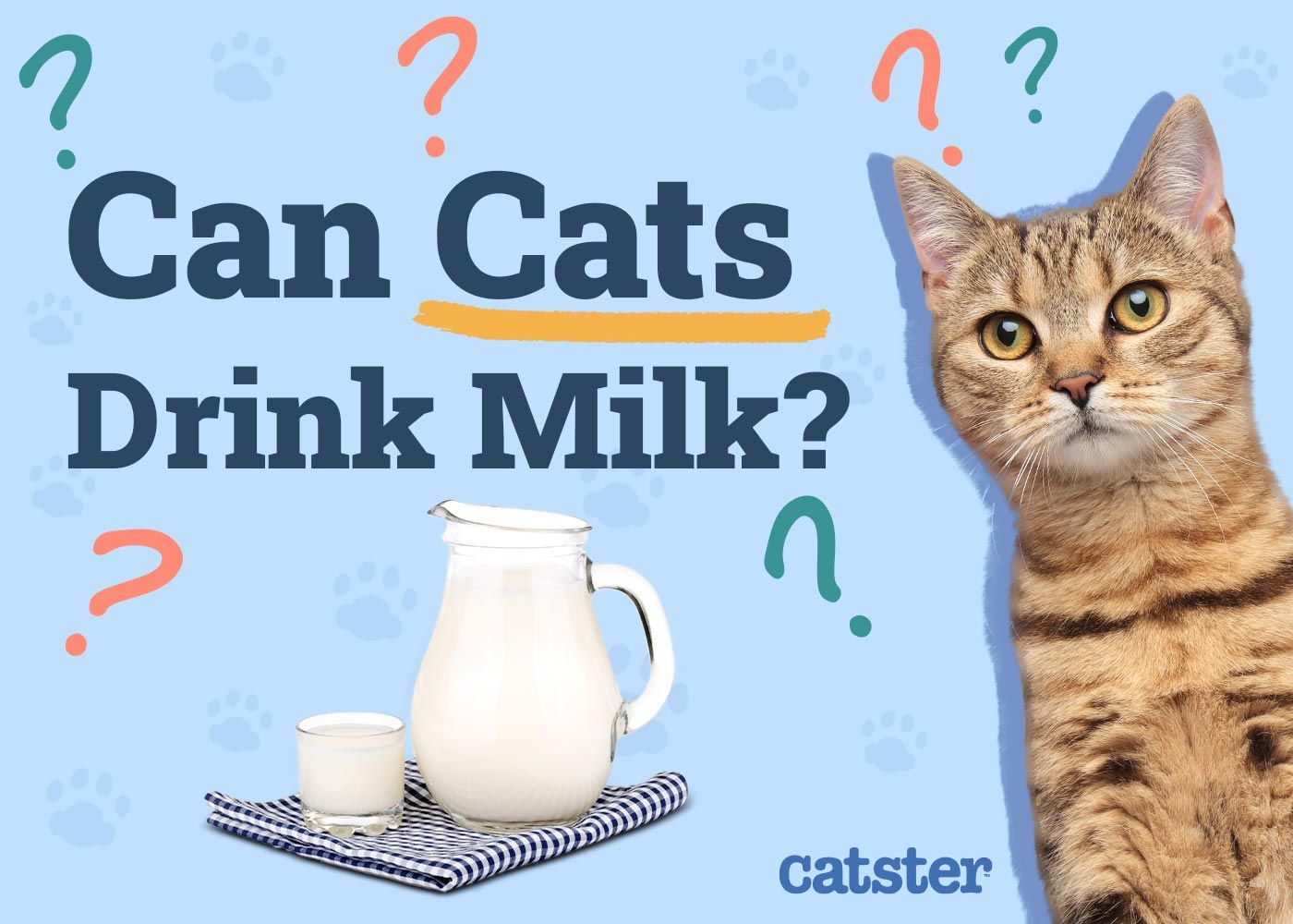 Can Cats Drink Milk