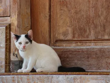 The 6 Vet-Reviewed Reasons Why Your Cat Guards Your Door