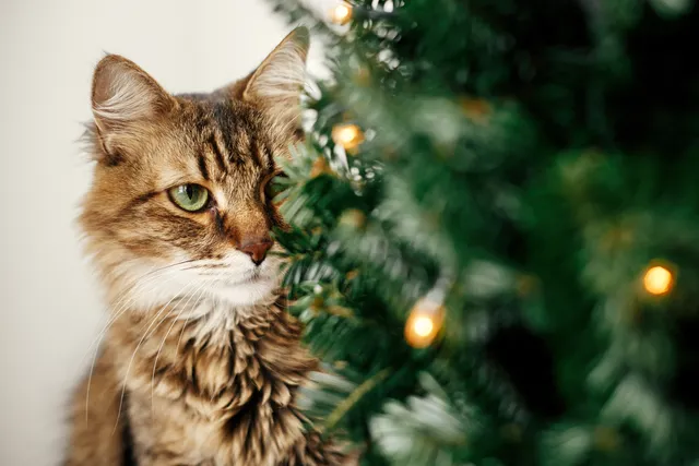 11 Adorable DIY Christmas Gifts for Cats & Cat Lovers (With Pictures)