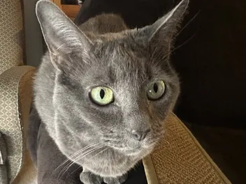 Does Your Cat Like to Ride on Your Shoulders? Olga’s Reluctance