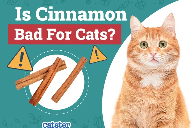 Is Cinnamon Bad for Cats? Vet-Reviewed Safety Facts