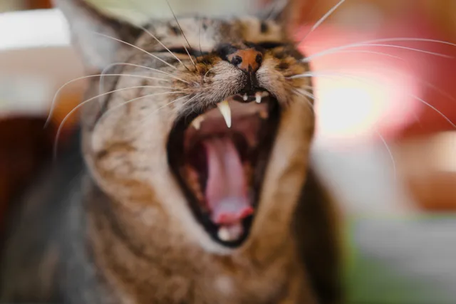 Can Cats Be Allergic to Their Own Teeth? Our Vet Explains Feline Dental Health Facts