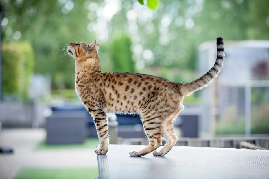 bengal-cat-looking-up
