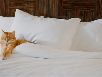 10 Pet-Friendly Hotels in Flagstaff, AZ (2026 Update)