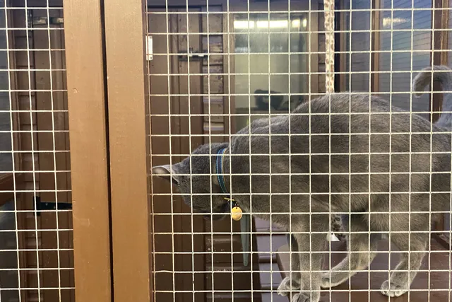 The Sadness of Leaving Your Cat For Christmas