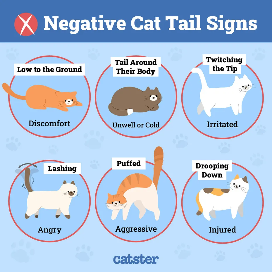 Catster_Cat Tail Language_Negative Signs_Infographic_v1-4 FINAL_Mar 6 2024