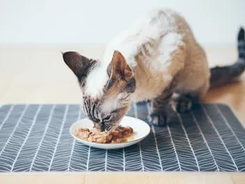 10 Best Cat Treats for Picky Cats (2026) - Reviews & Top Picks