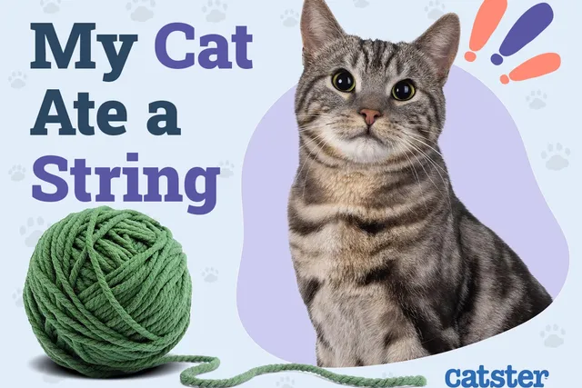 My Cat Ate String! Our Vet Explains What to Do