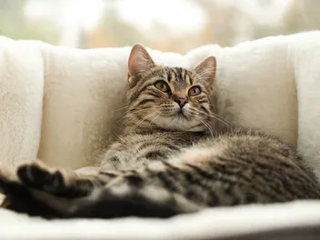 5 DIY Self Warming Cat Beds to Create at Home: Vet-Approved (With Pictures)