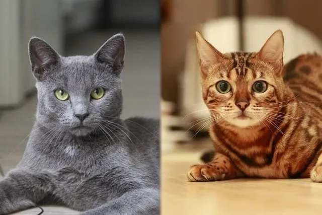 Russian Blue/Bengal Cat Mix: Breed Info, Pictures, Temperament & Traits