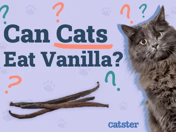 Can Cats Eat Vanilla? Vet-Reviewed Facts & FAQ