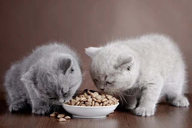 How to Feed Multiple Cats: 6 Vet-Reviewed Tips That Work