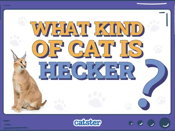 What Kind of Cat Is Hecker? Famous Cat Breeds Revealed