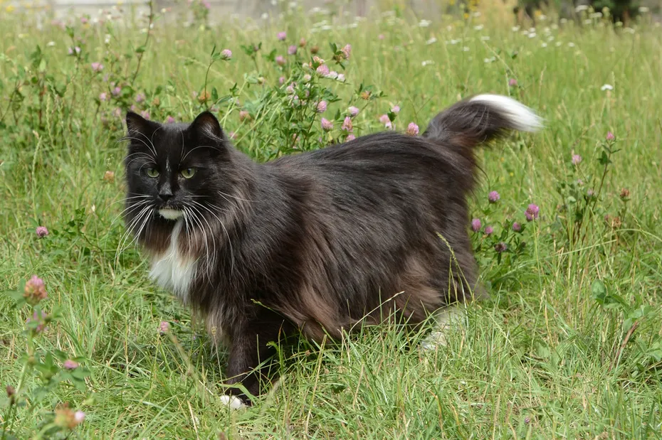 NOT a Norwegian Forest Cat (as per Paola)