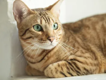 Is It True That Most Cats Have Green Eyes? Vet-Reviewed Facts & FAQ