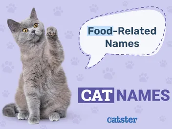 200+ Food Related Cat Names: Ideas for Sweet & Adorable Cats
