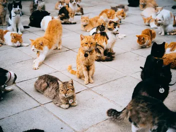 International Cat Day: When It Is & How You Can Celebrate