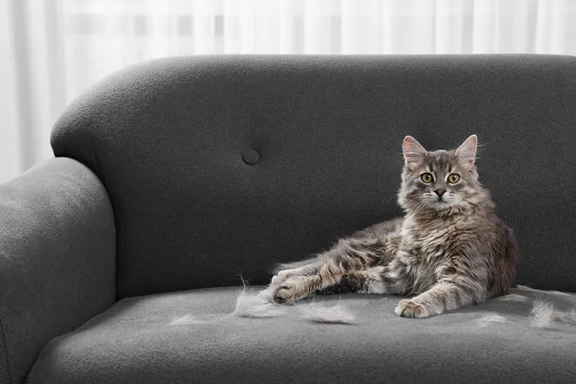 Why Do Cats Shed So Much? 8 Possible Causes & When to Be Concerned