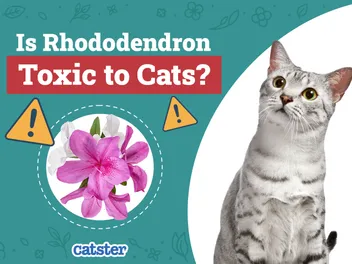 Is Rhododendron Toxic to Cats? Vet Approved Facts & Safety Tips