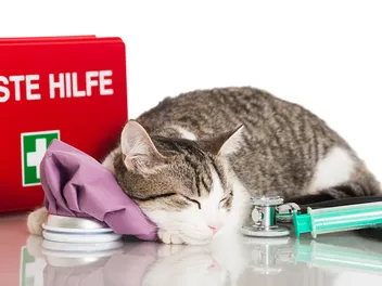 10 Reasons to Take a Pet First Aid Course: Vet Approved Advice