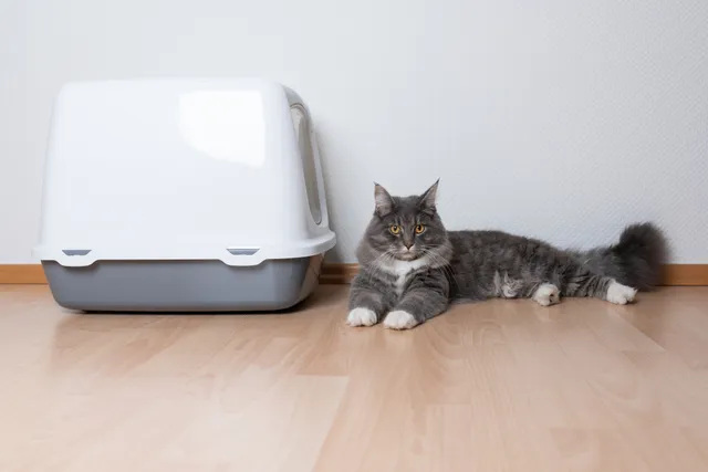 12 Natural Home Remedies for Cat Constipation (Vet Approved)