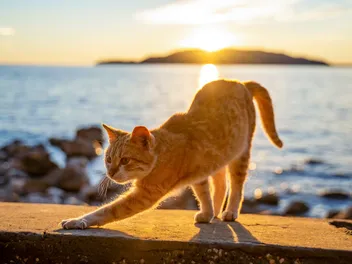Can a Cat Overheat? Vet Approved Signs & How to Help Them
