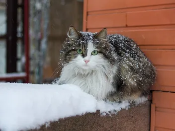 Do Cats Like The Cold? Our Vet Answers & Explains