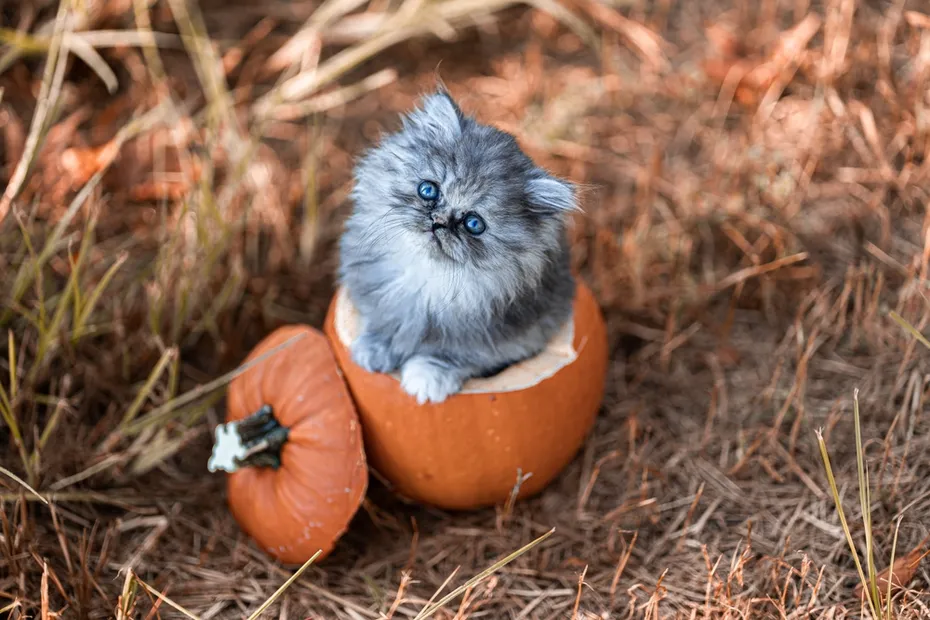 Doll faced Persian Kitten in a Pumpkin