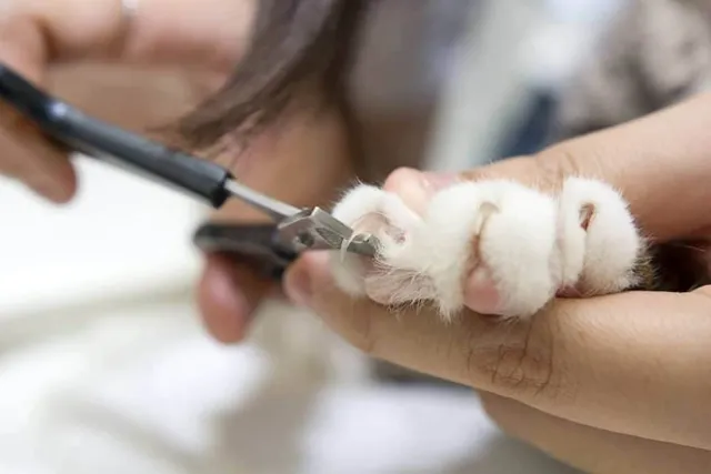 Can You Use Dog Nail Clippers on Cats? Vet-Reviewed Care & Safety Tips