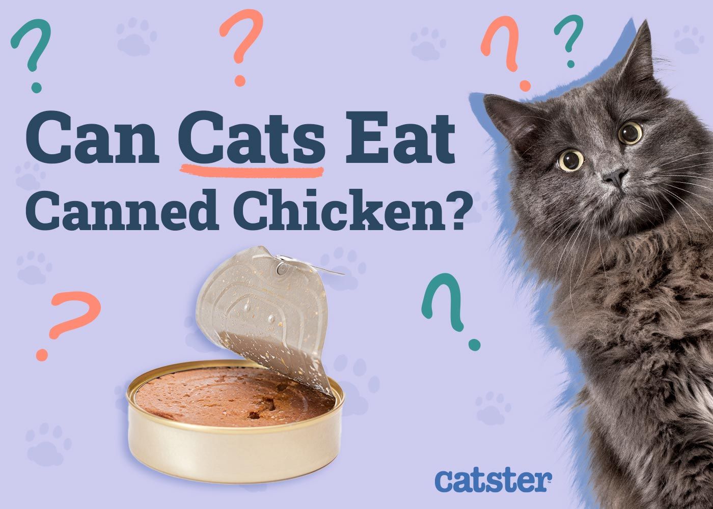 Can Cats Eat Canned Chicken