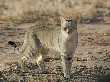 Going Back to the History Books: How Recent DNA Analysis is Rewriting Feline History