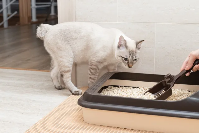 Cat Peeing Over the Edge of the Litter Box? Vet Verified Reasons & Solutions