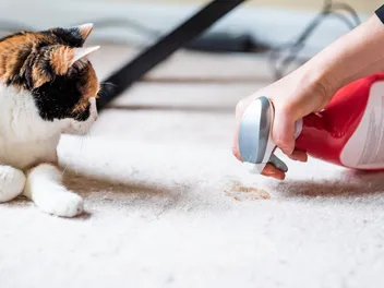 How to Get Cat Vomit Out of Carpet: Essential Tips & Tricks