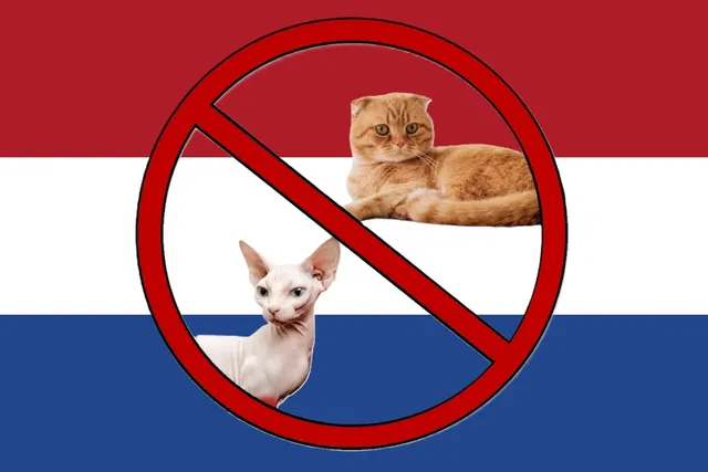 The Netherlands Bans the Sphynx and Scottish Fold