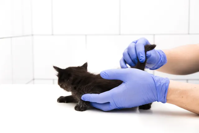 Why Is My Cat's Butt Bleeding? Our Vet Explains Causes & Treatments