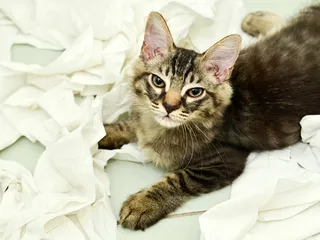 Why Is My Cat So Naughty? Vet-Approved Feline Misbehavior Explanation