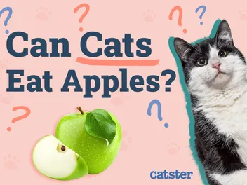 Can Cats Eat Apples? Vet-Reviewed Nutritional Facts & FAQ