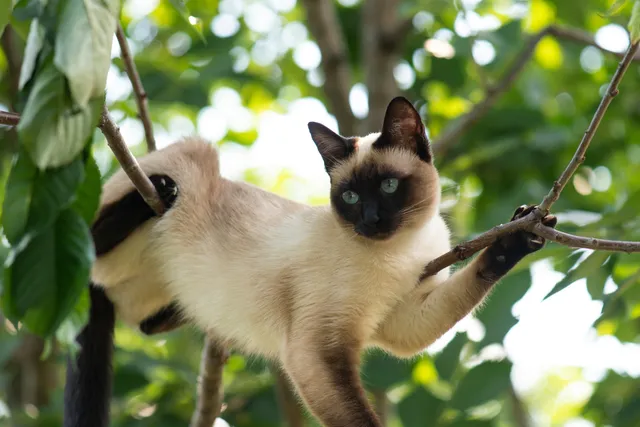 Why Cats Love To Get High